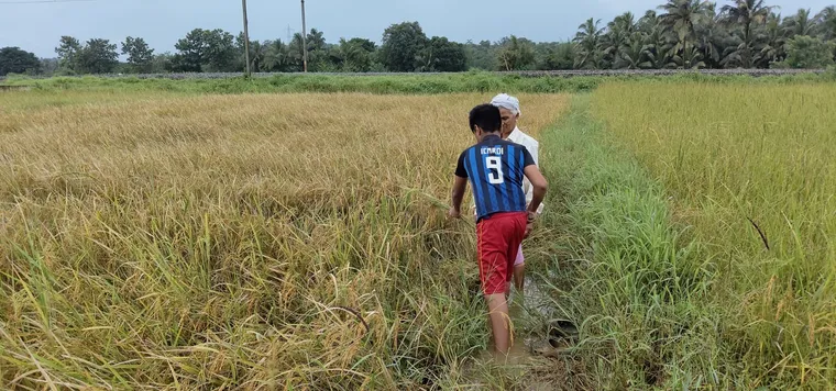Paddy fields at Keerthi Organics, Pallarmangalam, Ottapalam